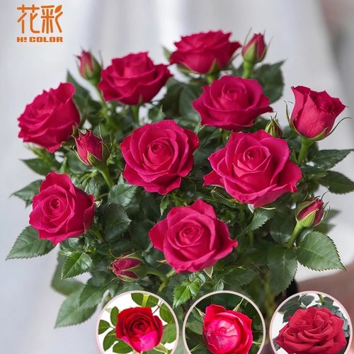 虹越玫红色花彩玫瑰花盆栽带花发
