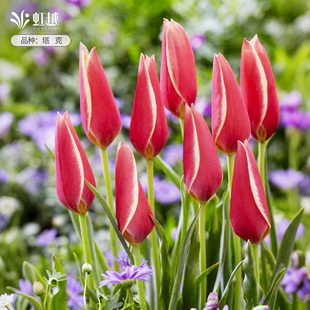 塔克进口原生郁金香种球秋植球根花苗盆栽地栽多年生耐寒虹越现货