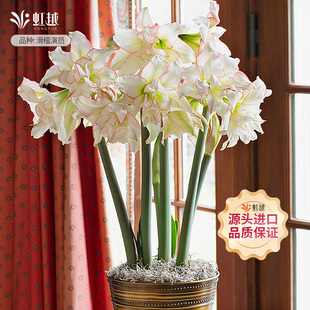 滑稽演员朱顶红虹越四季种植进口重瓣种球产地直采开花植物