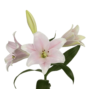 LO百合种球秋虹越进口铁炮百合杂交阳台卡里乙女粉天堂舞女瓦雷泽