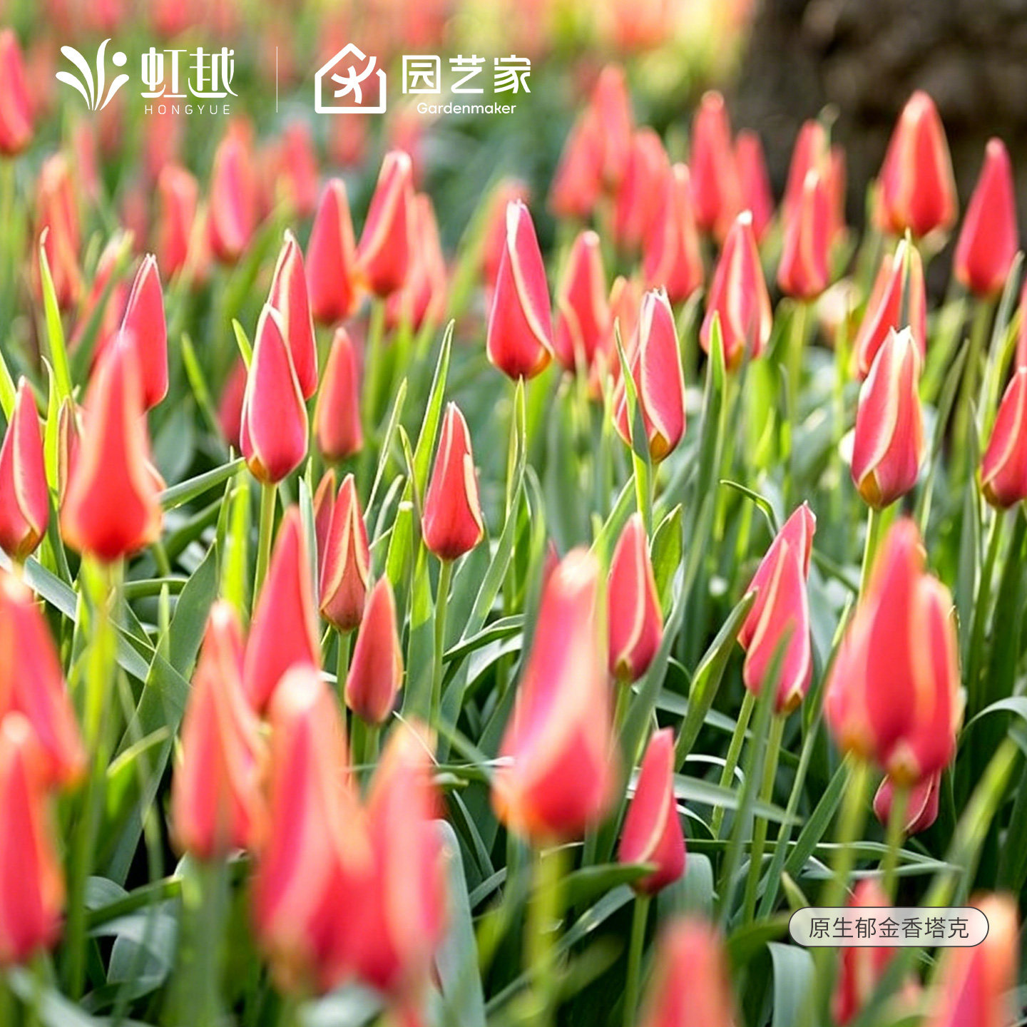 塔克进口原生郁金香种球秋植球根花苗盆栽地栽多年生耐寒虹越预售