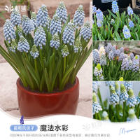 Sunrise grape hyacinth bulbs, indoor and outdoor, balcony potted, ground planted perennial flowers, imported Hongyue pre-sale thumbnail 8