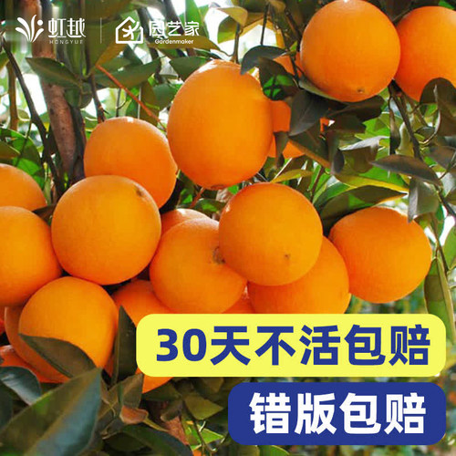 柑桔橘子树脆皮金桔蜜桔葡萄柚