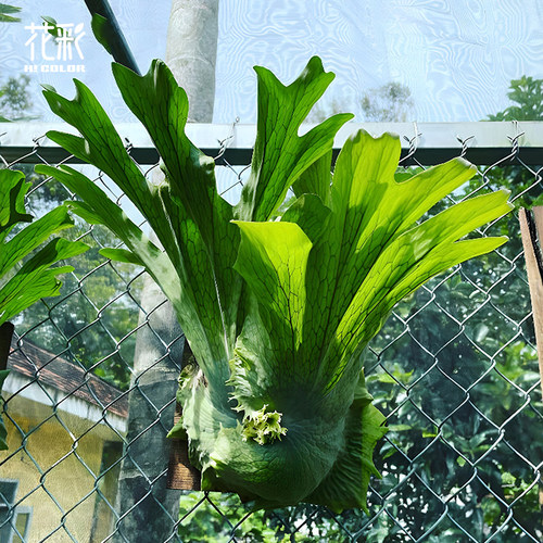 花彩女王鹿角蕨类植物盆栽可垂吊