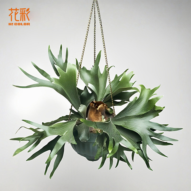花彩二歧鹿角蕨类绿植盆栽室内植物可垂吊常绿观叶网红热植可挂墙