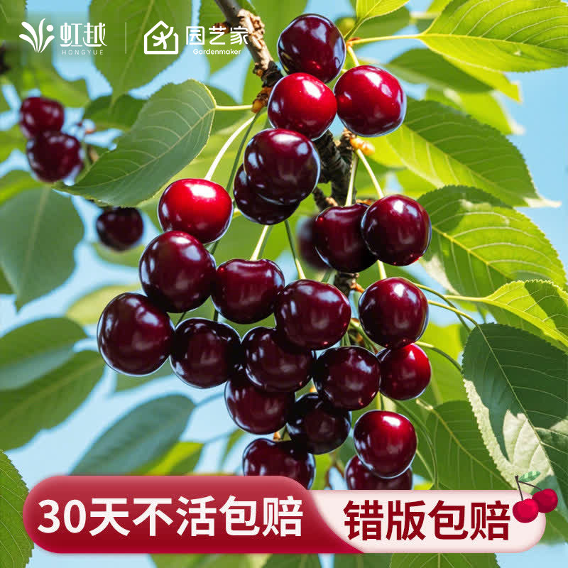 虹越车厘子树苗盆栽樱桃树苖果苗南北方种植地栽黑珍珠福瑞斯科,鲜花速递/花卉仿真/绿植园艺,果树,淘宝优惠券,粉丝福利购,淘宝优惠卷