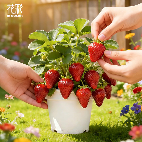 花彩奶油草莓苗盆栽大果好吃好养