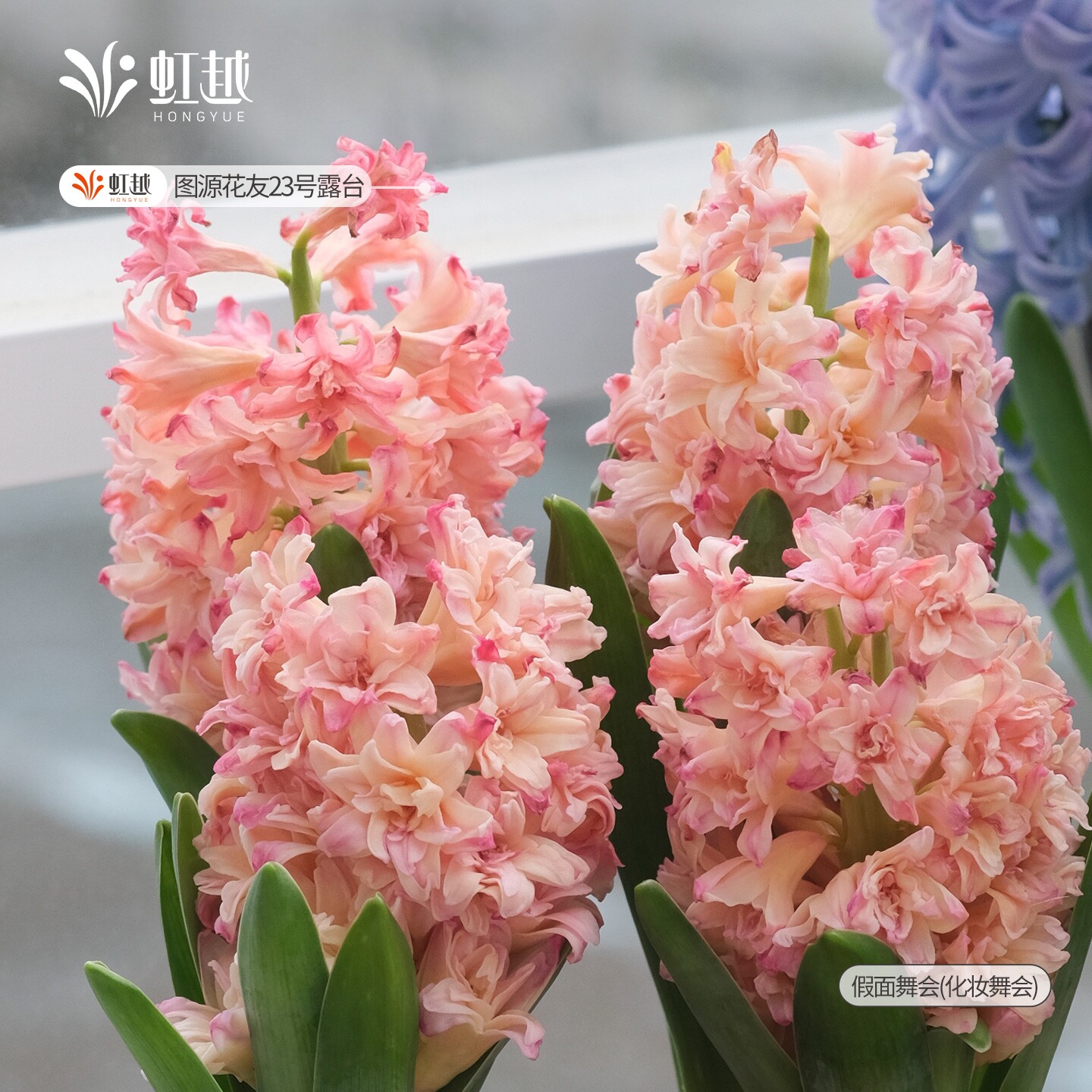 风信子种球假面舞会化妆舞会荷兰进口阳台可盆栽水培香味花卉预售