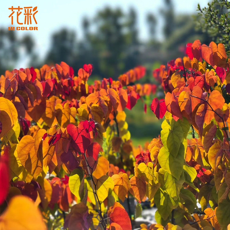 虹越2026进口花灌木盆栽庭院树苗合欢观叶多年生永恒之火烟树大苗