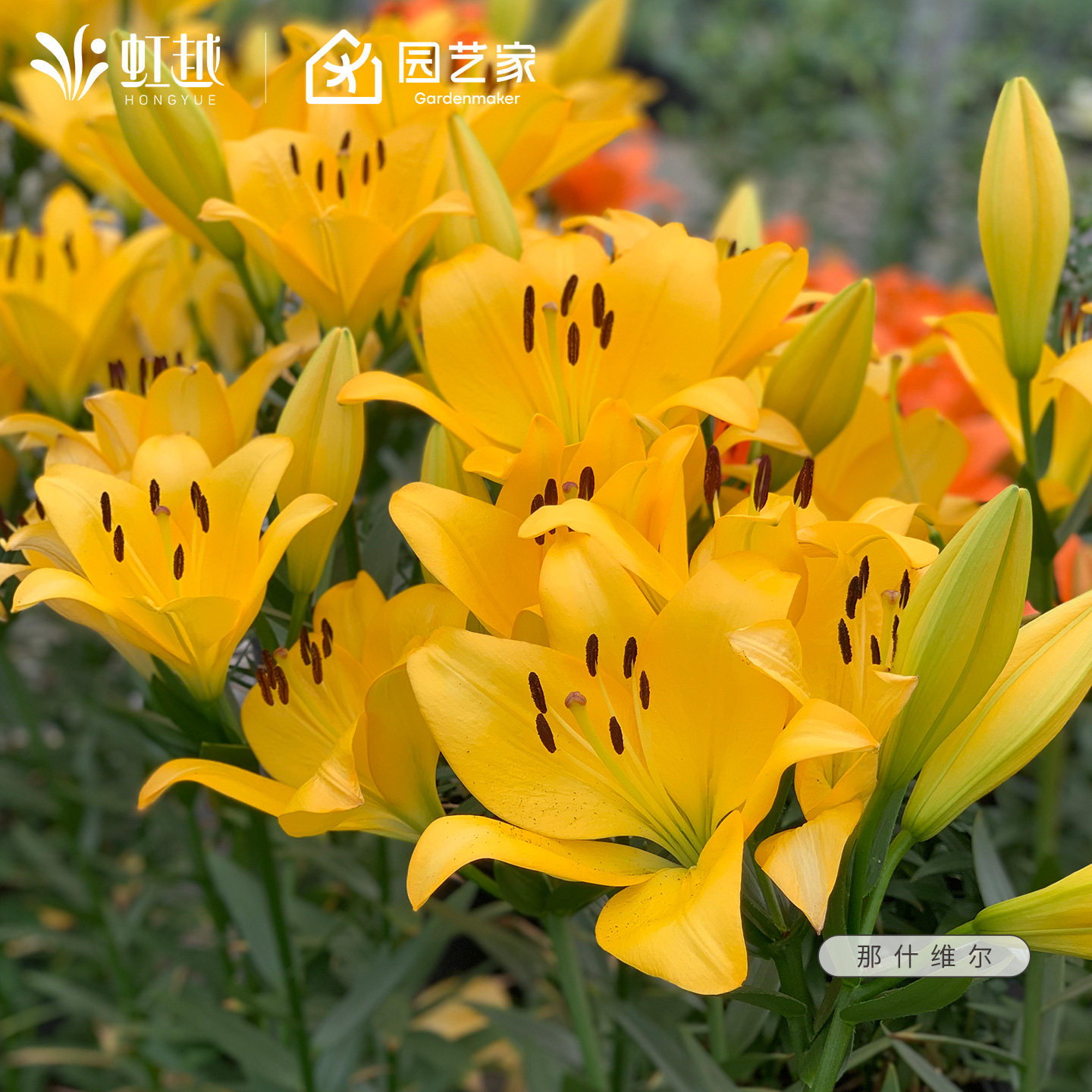 百合种球虹越进口香水百合可阳台盆栽地栽幸运星那什维尔花球荷兰