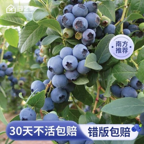 虹越南方种植蓝莓树盆栽