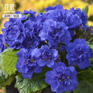 花彩新品重瓣报春花盆栽带花苞钴蓝阳台易爆花量大多年生耐寒好养