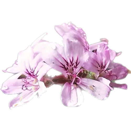 花彩香草植物玫瑰天竺葵盆栽室内驱蚊草桌面阳台香料常绿气味好闻