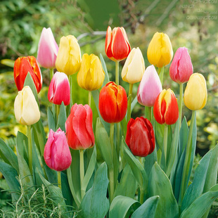 进口郁金香种球耐寒阳台风信子鸢尾好养花种量贩整框花球批发虹越