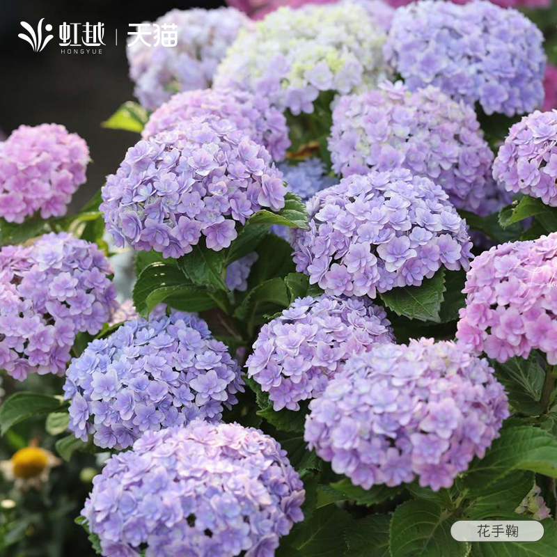 虹越花手鞠绣球花苗盆栽小苗阳台庭院花卉绣球大苗地栽花园植物