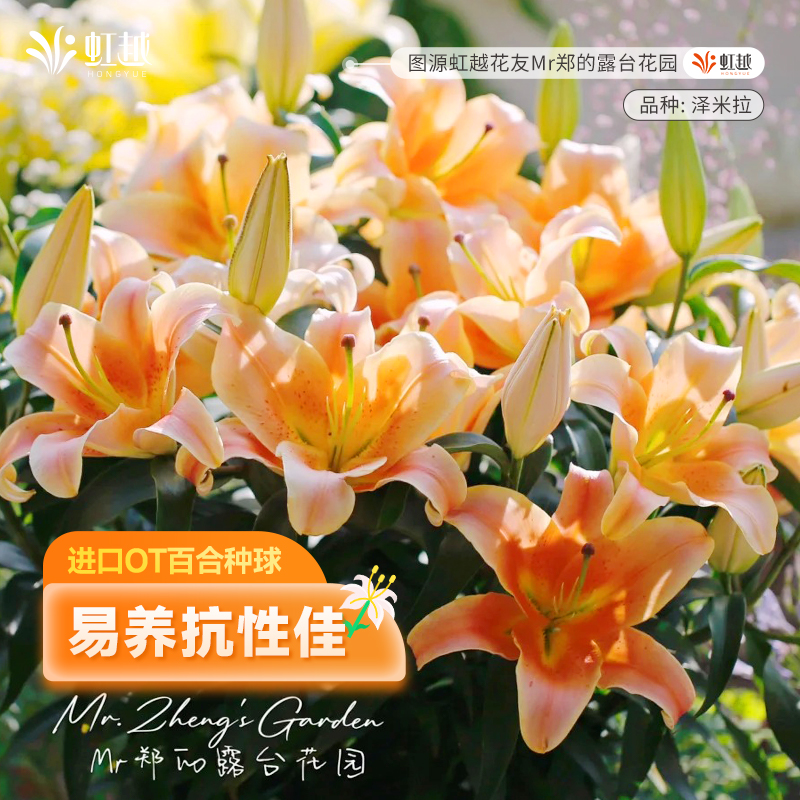 进口百合种球虹越多品种易养球根