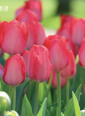 虹越进口种球郁金香球根风信子花葱番红花蓝铃花品种球根花卉现货