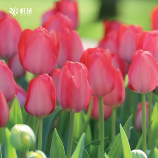 虹越进口种球郁金香球根风信子花葱番红花蓝铃花品种球根花卉现货