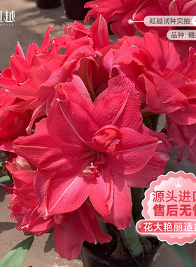 糖果仙女朱顶红球虹越荷兰进口重瓣种球大球四季种植开花花卉新品