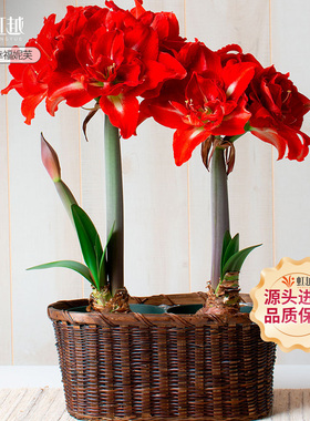 幸福妮芙朱顶红种球虹越荷兰进口种子园艺盆栽双龙重瓣红色系双王