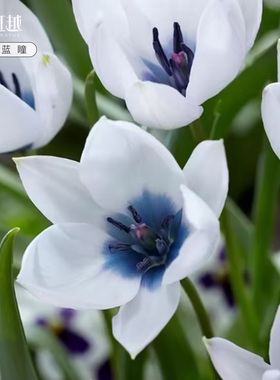 蓝瞳进口原生郁金香种球秋植球根花苗盆栽地栽多年生耐寒虹越现货