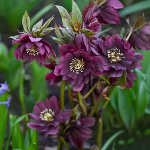 虹越铁筷子盆栽带花大苗阳台圣诞玫瑰室外过冬季耐寒多年生花期长