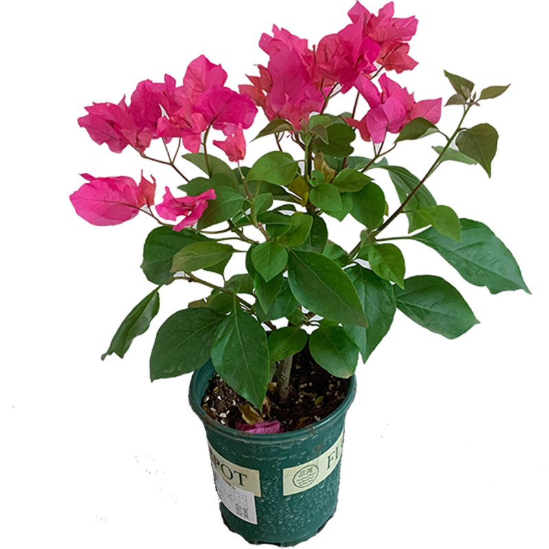 花彩同安红樱三角梅盆栽重瓣花树苗阳台开花耐热爬藤花卉四季开花
