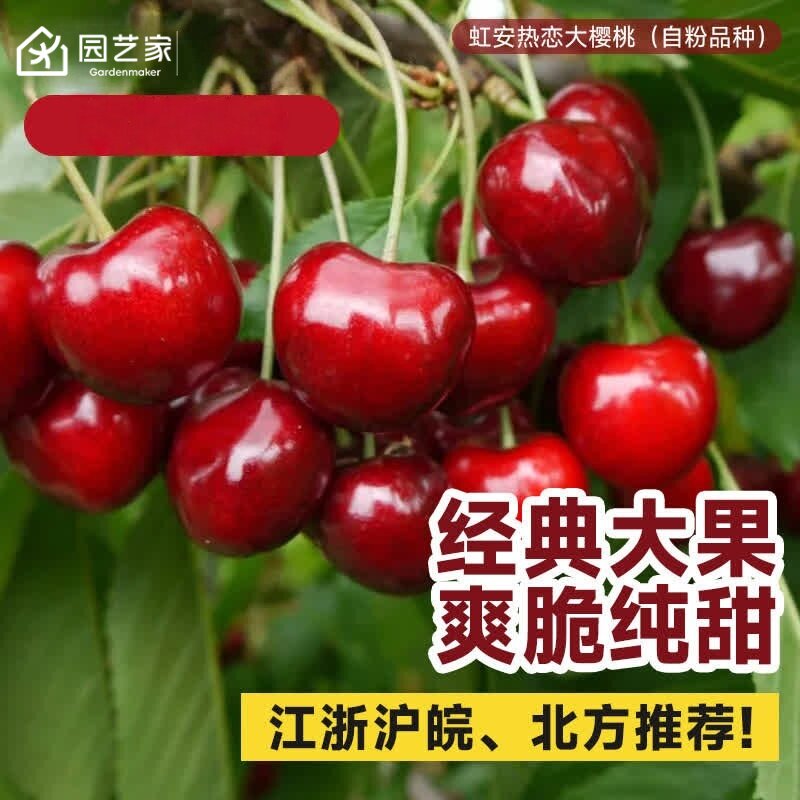 虹越车厘子大樱桃苗裸根图片