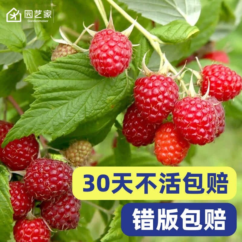 虹越树莓苗覆盆子果苗盆栽图片