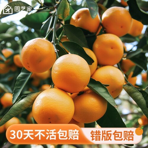虹越橘子树盆栽脆皮金桔