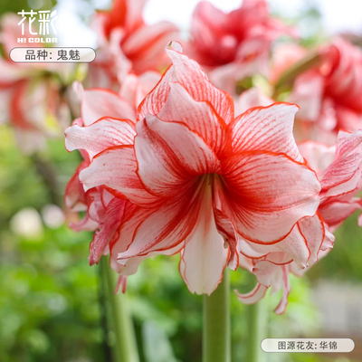 花彩国产鬼魅朱顶红种球根花卉