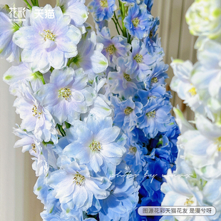 花彩大花飞燕草盆栽阳台男孩多年生小花飞燕草庭院耐寒耐热花量大