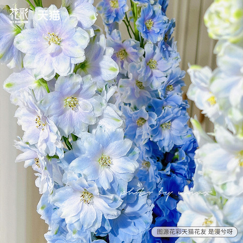 花彩大花飞燕草盆栽苗小花飞燕草