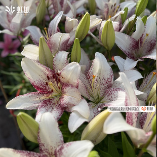 百合种球白天使粉天使心弦粉帕诺红妆夕阳眼线虹越进口种球花卉