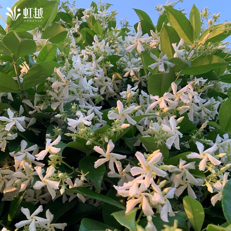 黄色风车茉莉爬藤植物阳台庭院虹越懒人常绿浓香花卉粉色络石藤