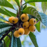 Hongyue Baisha Loquat 1 галлон горшечный сад сад посадка мясо нежное и сочное северное посадка