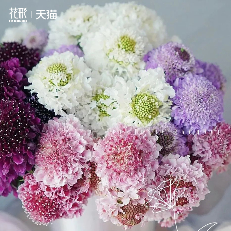 花彩圣代花盆栽多年生草本花卉