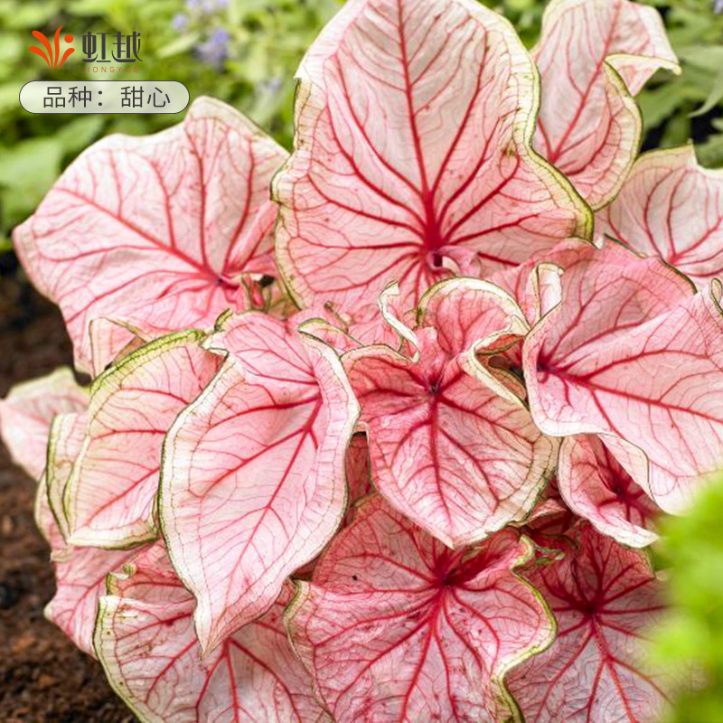 �����ԡ���Ҷ�� ���� 110# ����������Ĳ�Ҷ��������̨��ֲ