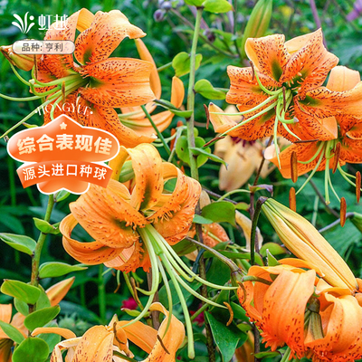 进口百合花种球虹越四季易养种球