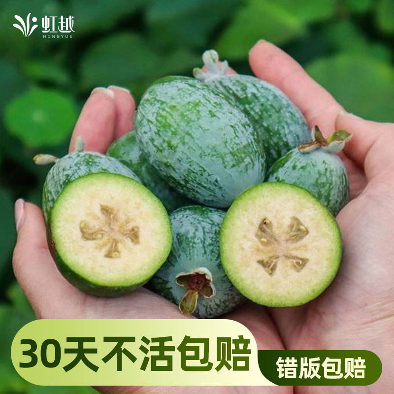 菲油果树南方种植盆栽