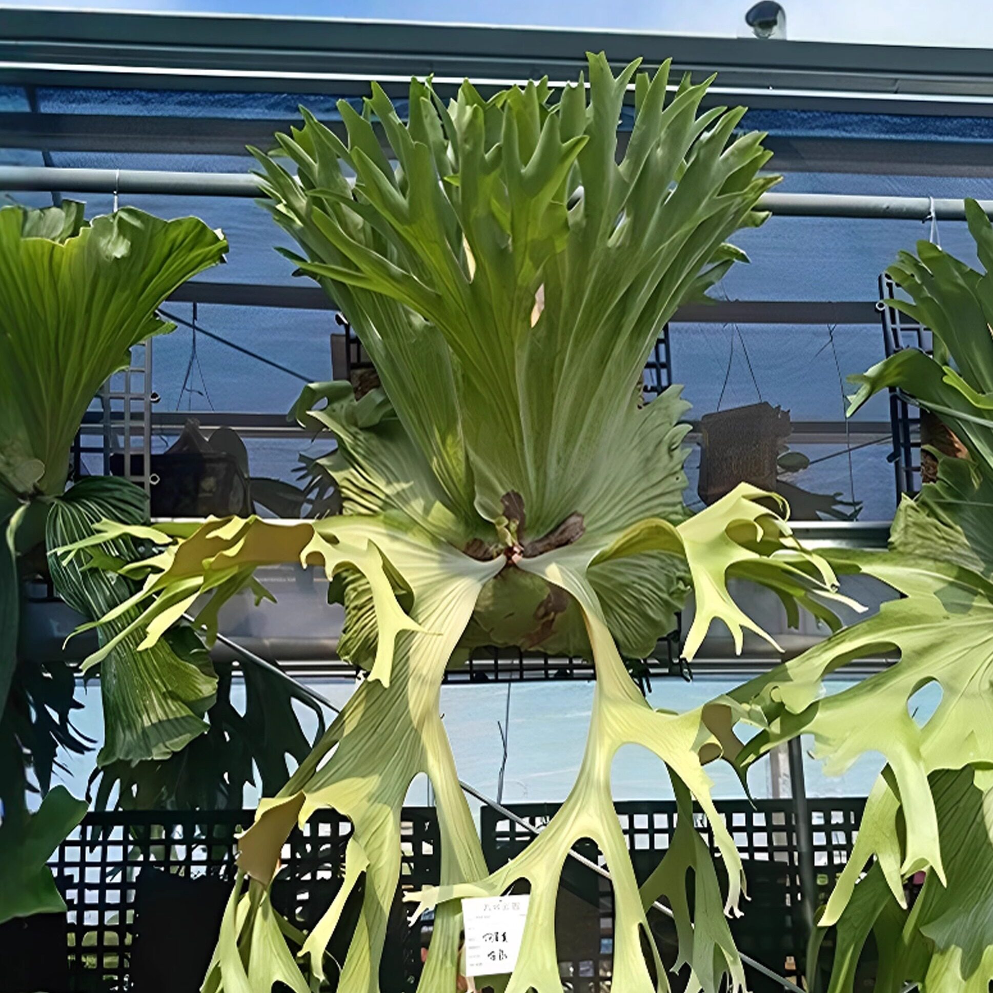 虹越板植鹿角蕨可垂吊挂墙装饰