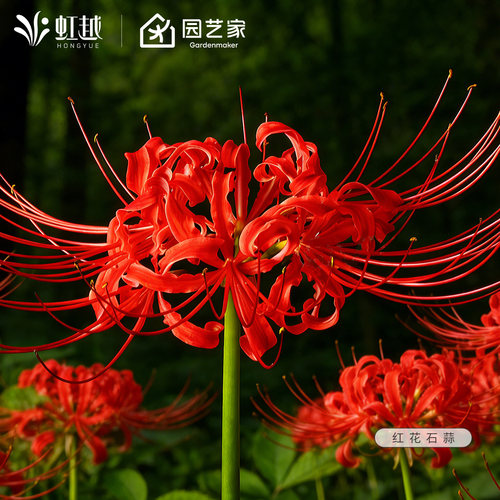 彼岸花种球红花石蒜虹越换锦曼珠沙华曼殊沙华忽地笑龙爪花卉现货