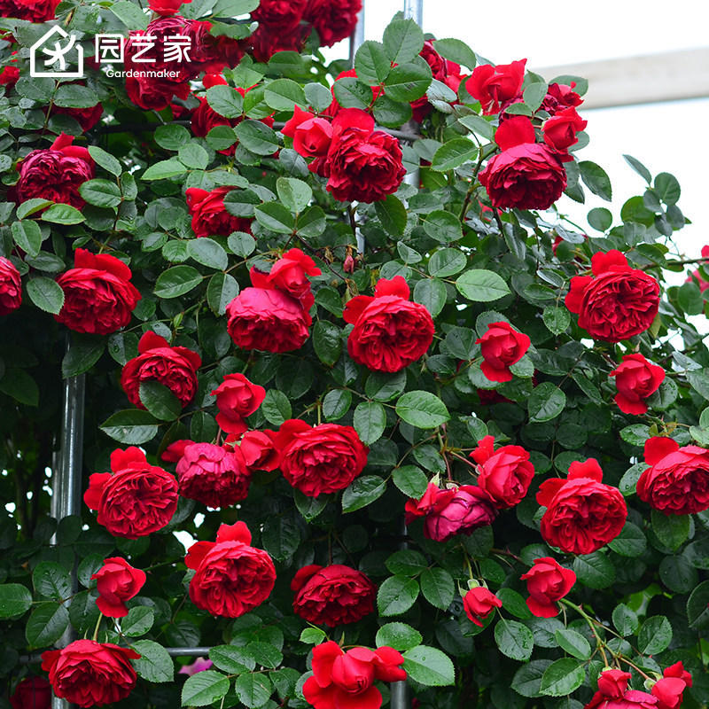 虹越月季弗洛伦蒂娜藤本花墙图片