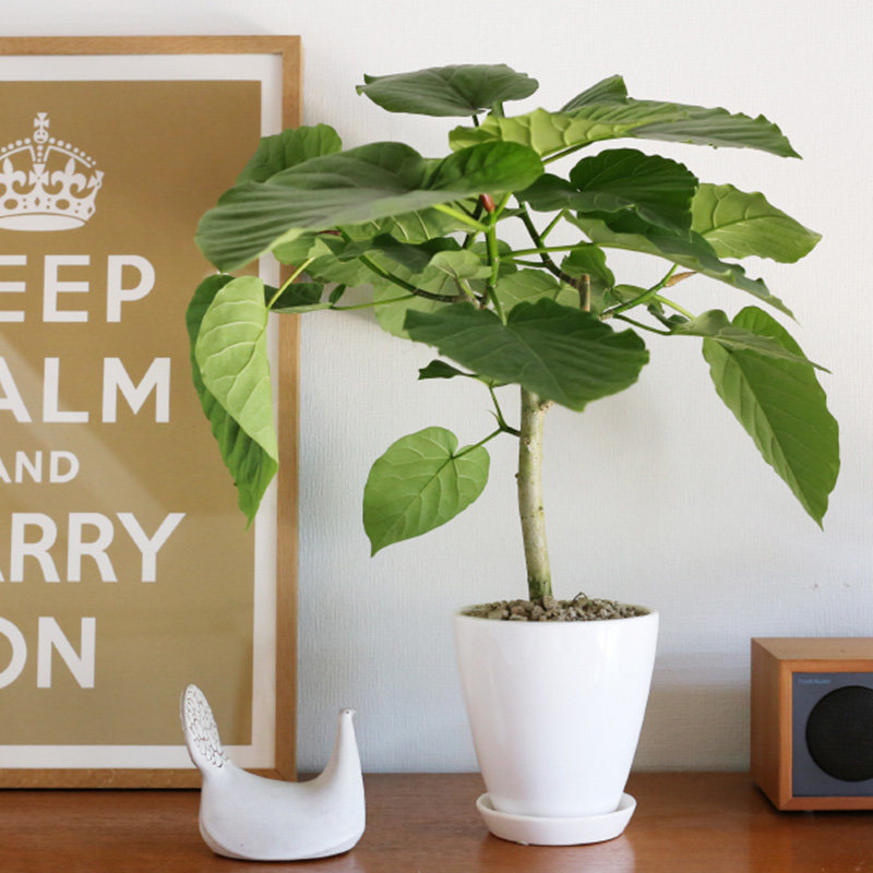 琴叶榕树盆栽阳台室内ins风网红绿植爱心榕新房客厅办公桌面,鲜花速递/花卉仿真/绿植园艺,大型绿植/成品组合盆栽,淘宝优惠券,粉丝福利购,淘宝优惠卷