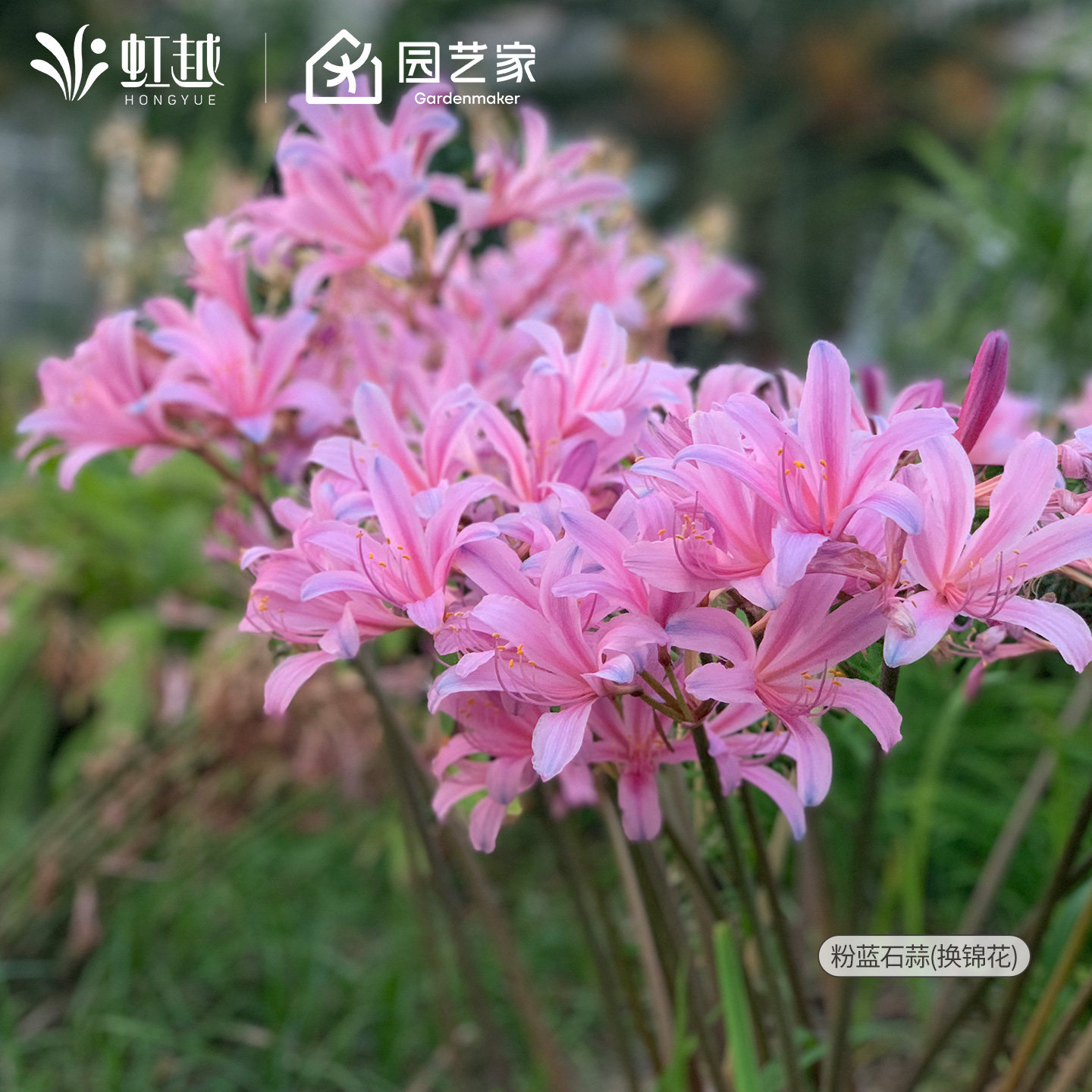 粉蓝石蒜虹越彼岸花种球红花石蒜曼珠沙华曼殊忽地笑换锦花卉现货