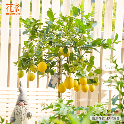 花彩柠檬树盆栽室内植物阳台绿植