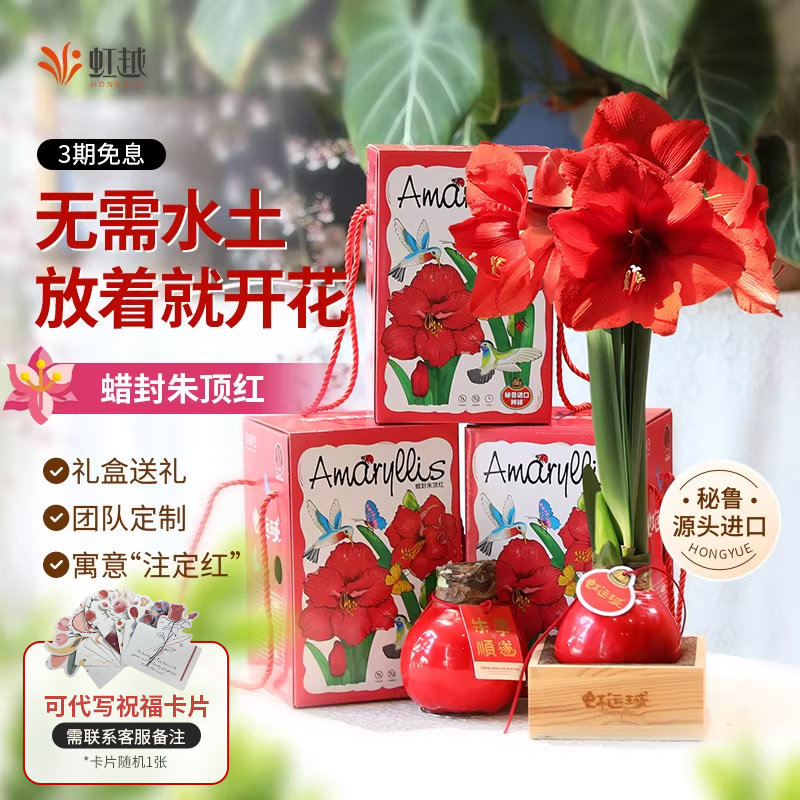 蜡封朱顶红蜡球秘鲁大球礼盒活动节日送礼物种球阳台好养的懒人花