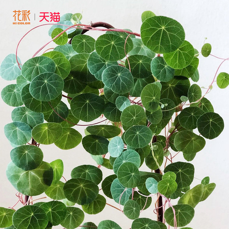 花彩山乌龟盆栽爬藤常绿植室内盆栽四季好养阳台窗边多年生球块根