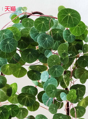 花彩山乌龟盆栽爬藤常绿植阳台养