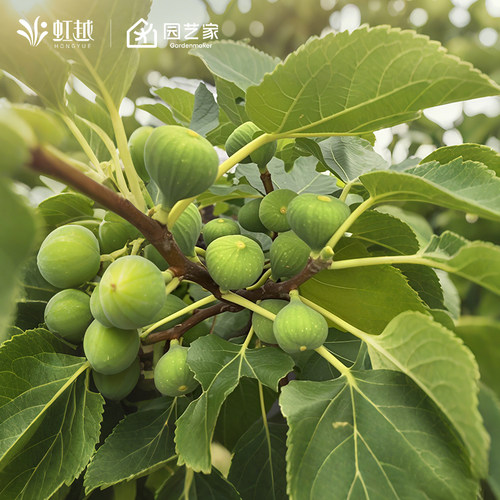 虹越无花果树苗易养护座果率高